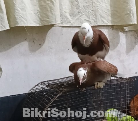 কবুতর